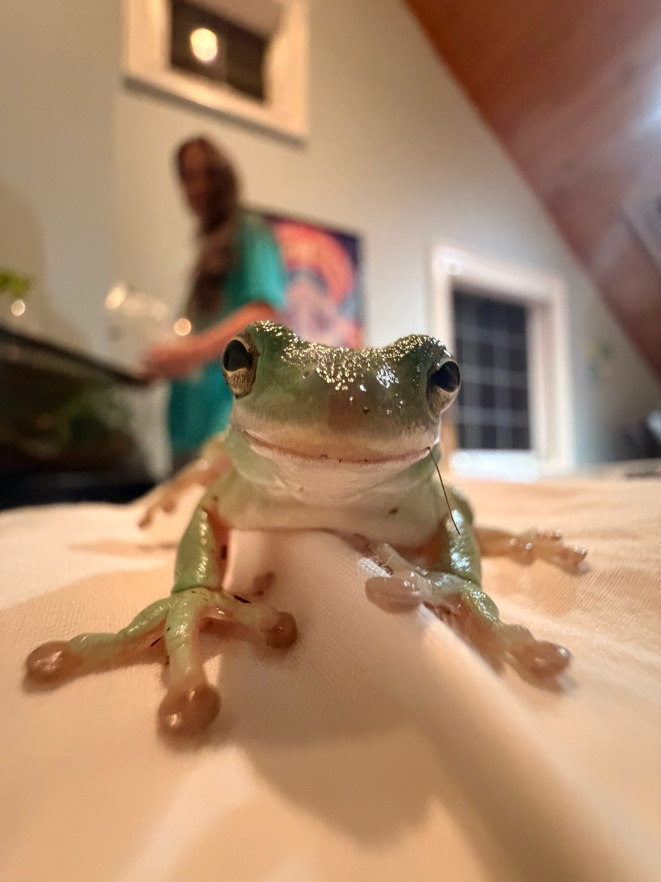 @daily FROG posts 🐸