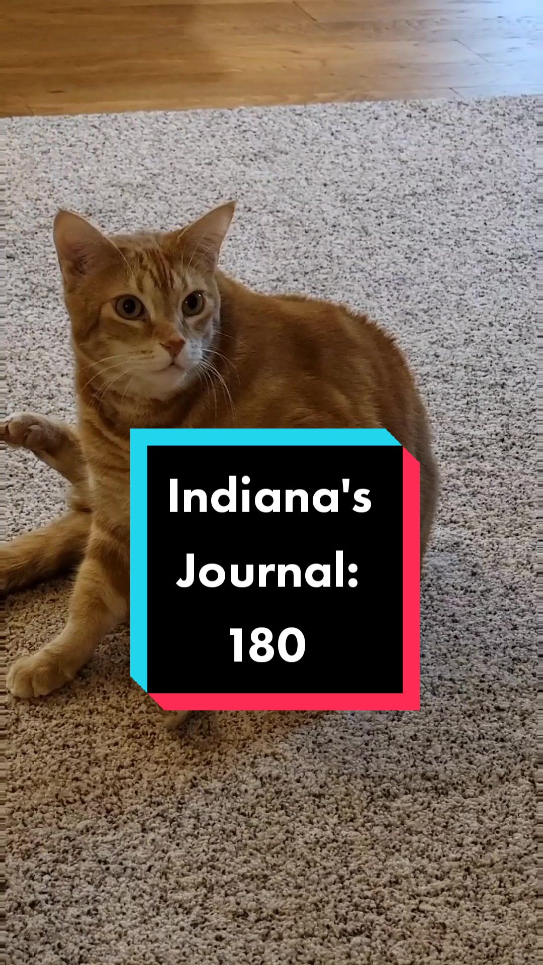 @Flannel Pants and Kitties