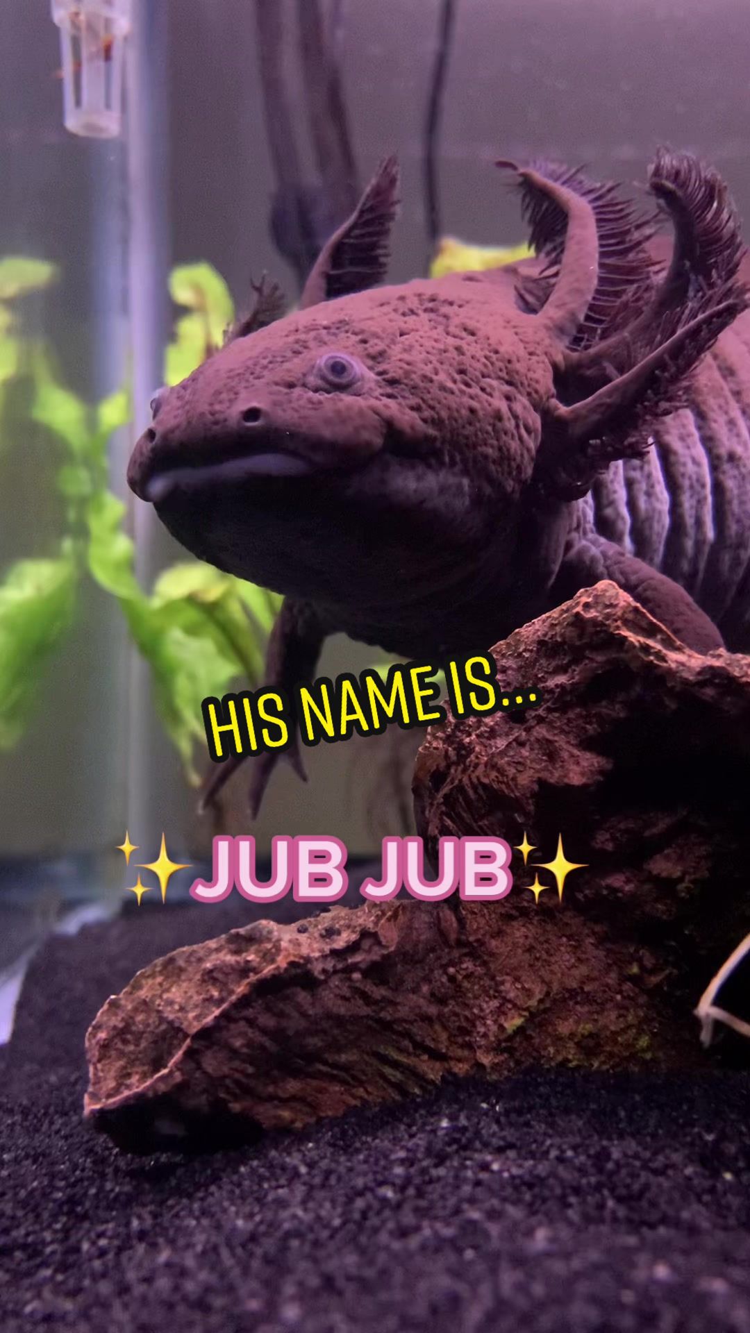 @JubJub