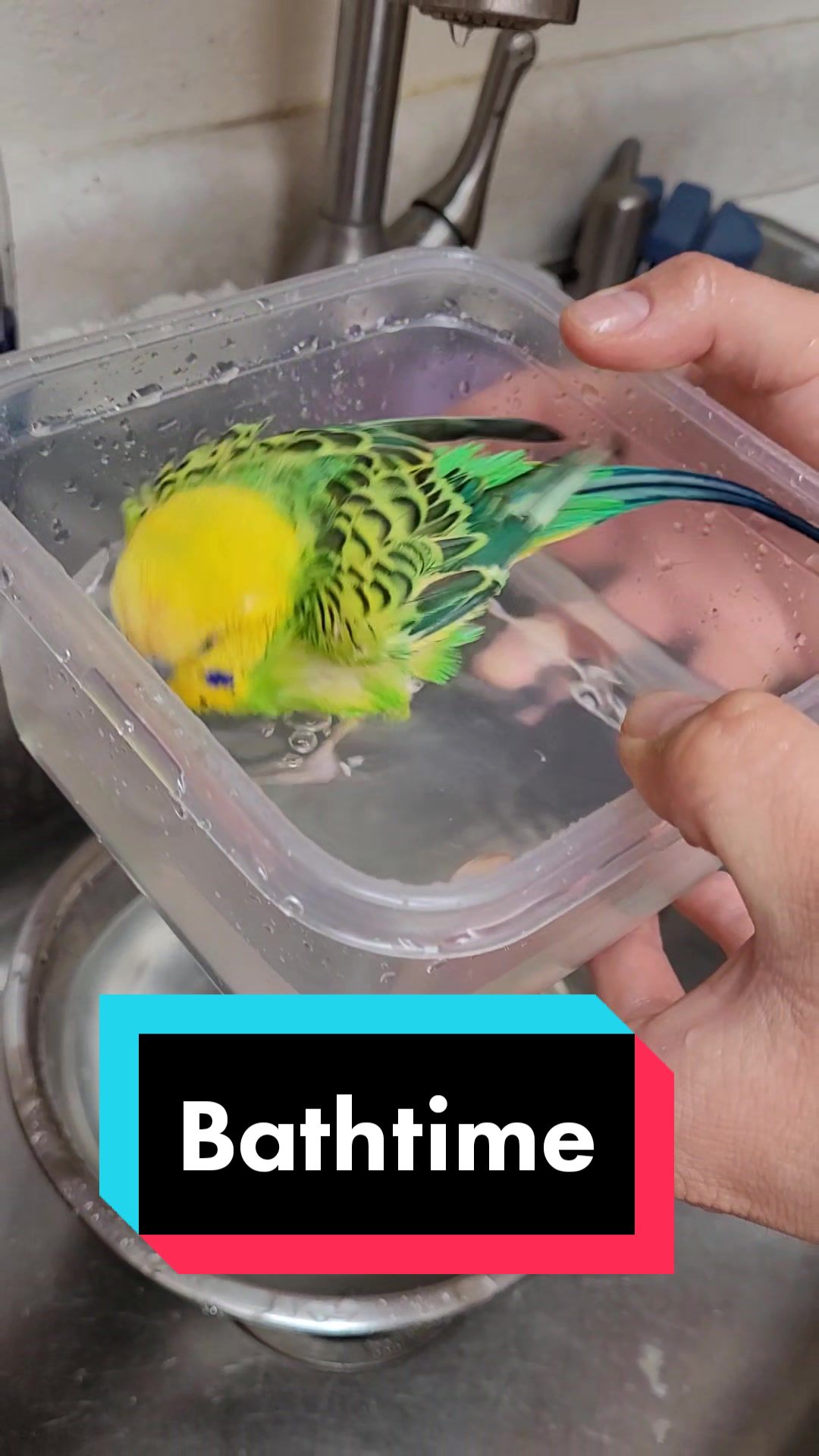 @My Budgie, My Budgie, And Me