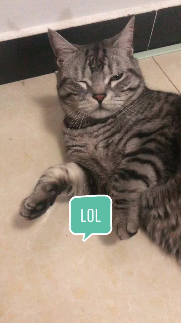 @Ice-creamy cat