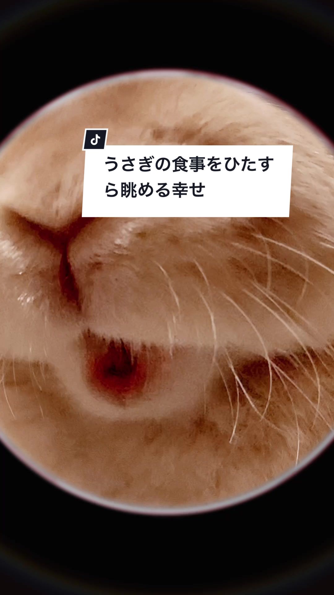 @うさぎと暮らす田中