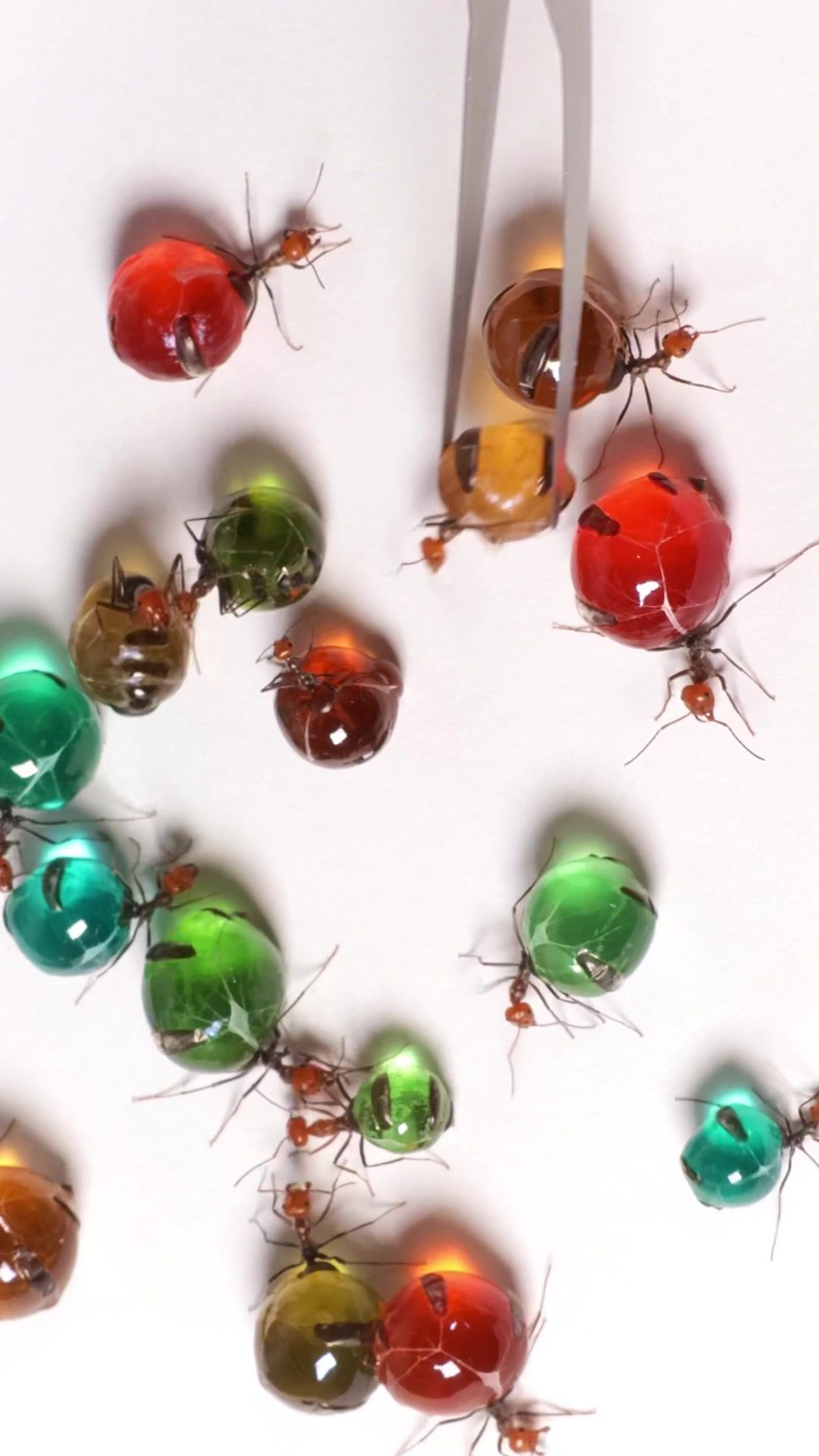 @Lights Camera Ants