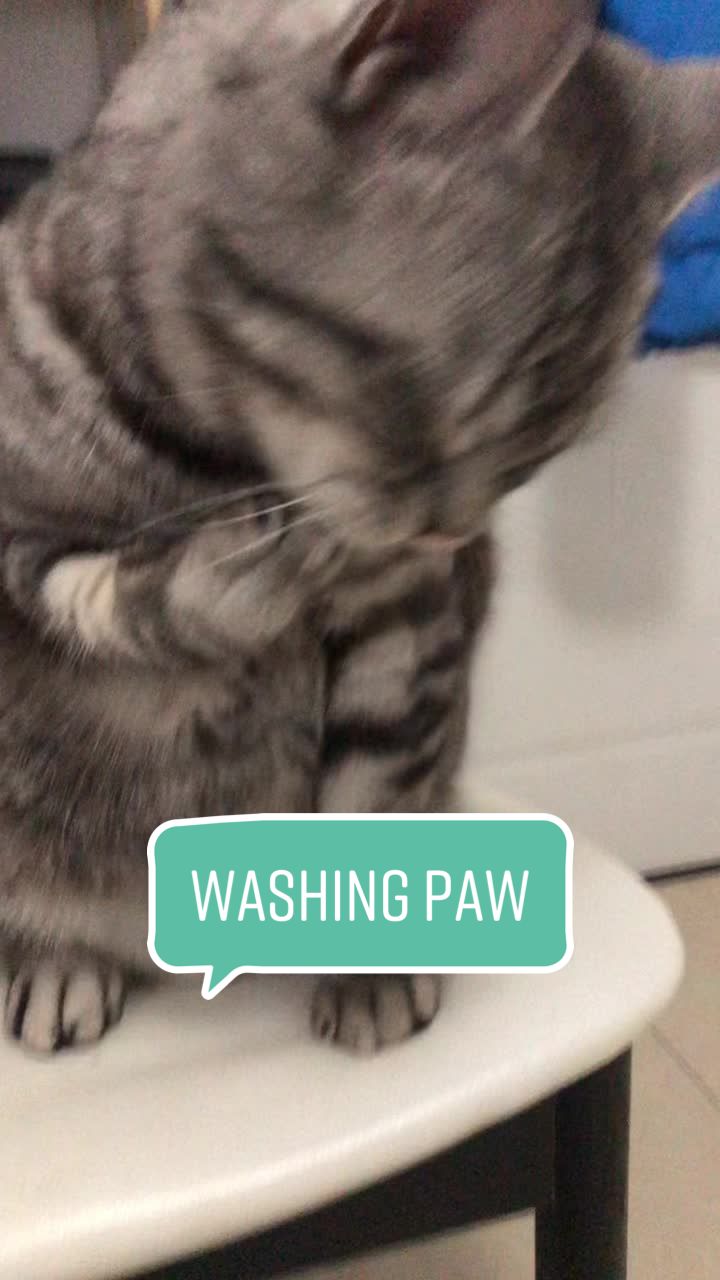 @Ice-creamy cat