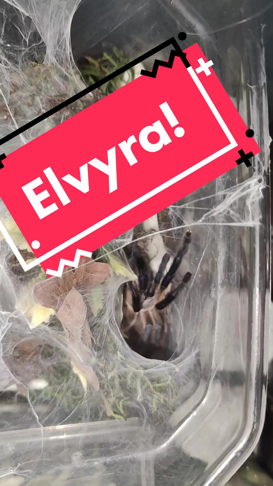 @💀🕷️👻Zaraiya👻🕷️💀