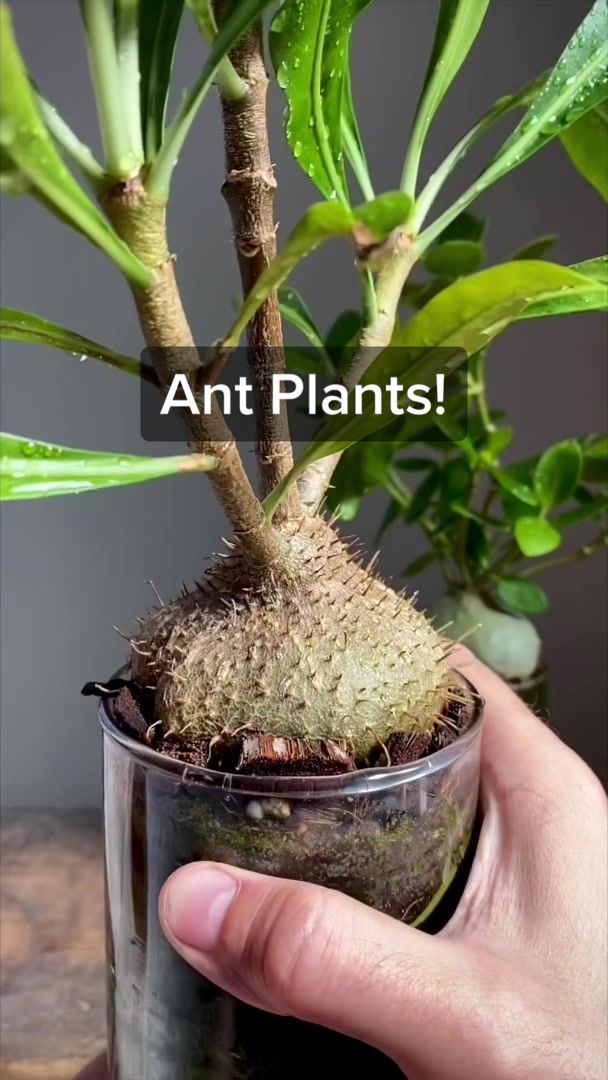 @Plant Daddy Podcast
