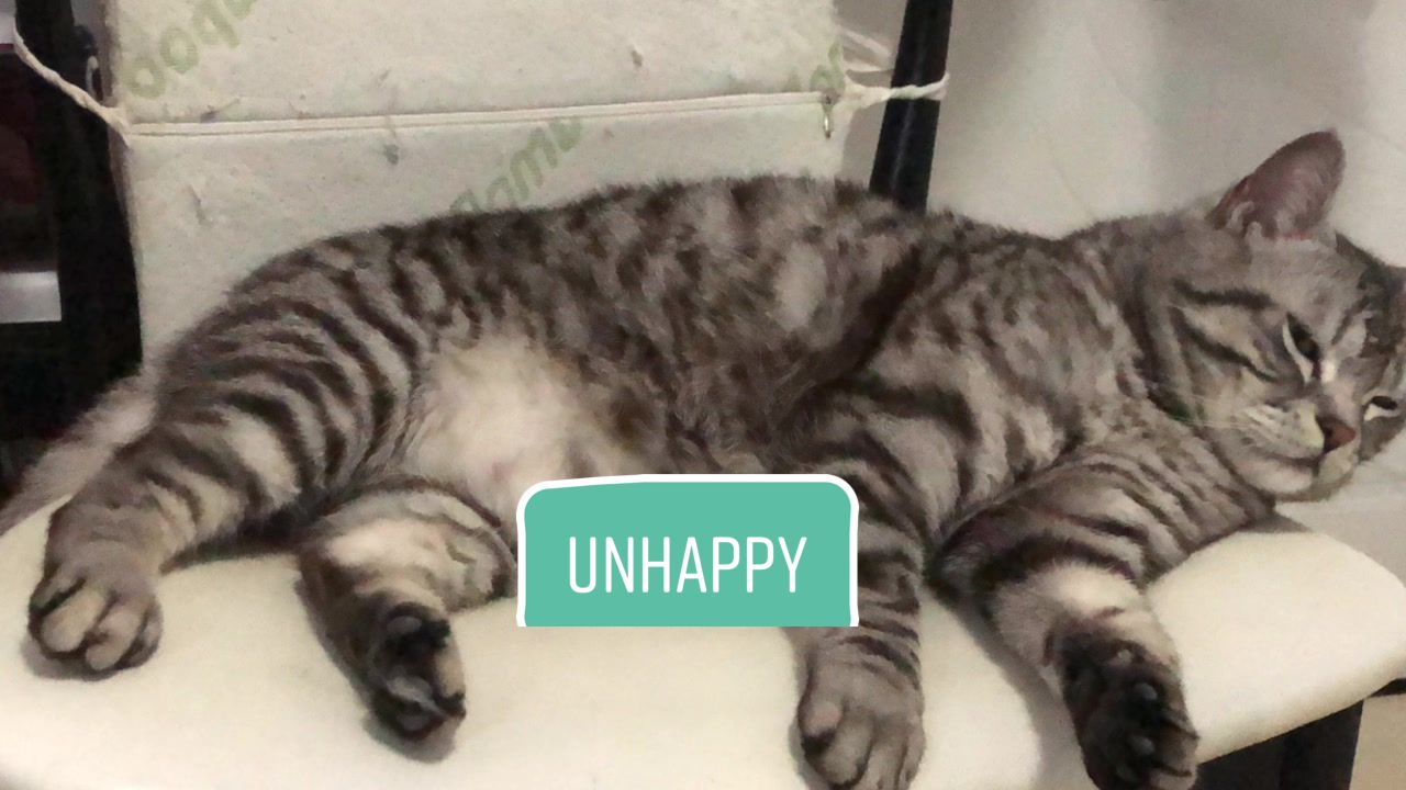@Ice-creamy cat