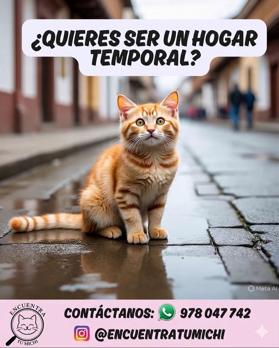 @Encuentra tu Michi