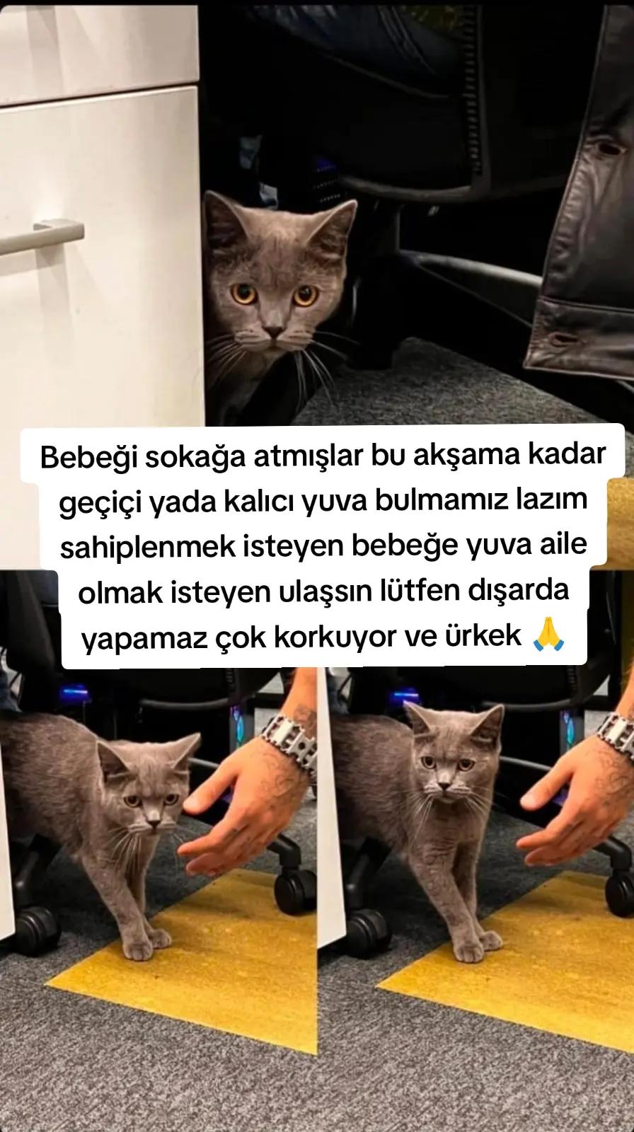 @@kedisizevolmaz