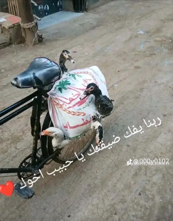 @حوده ✂️✂️