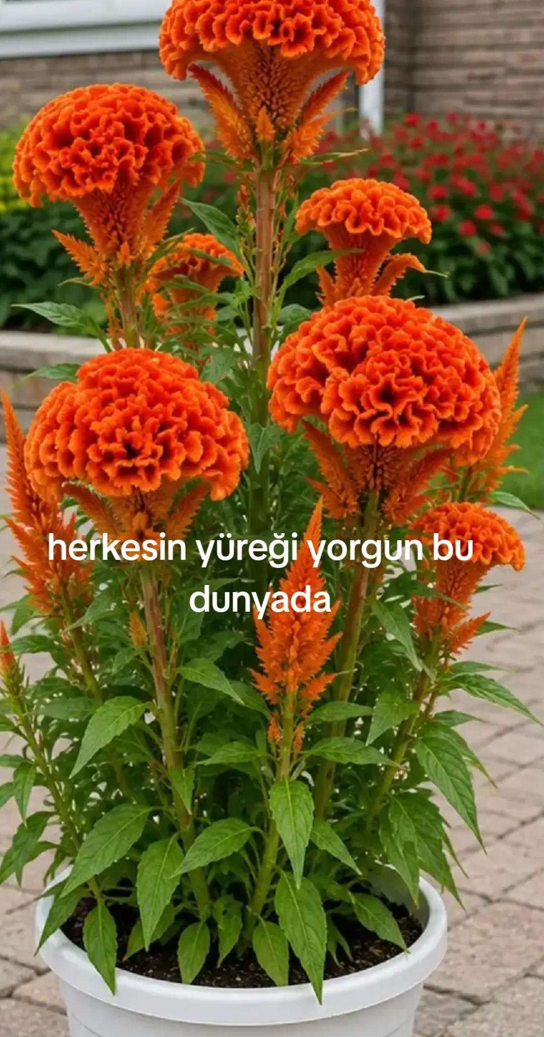 @Karako&ccedil;