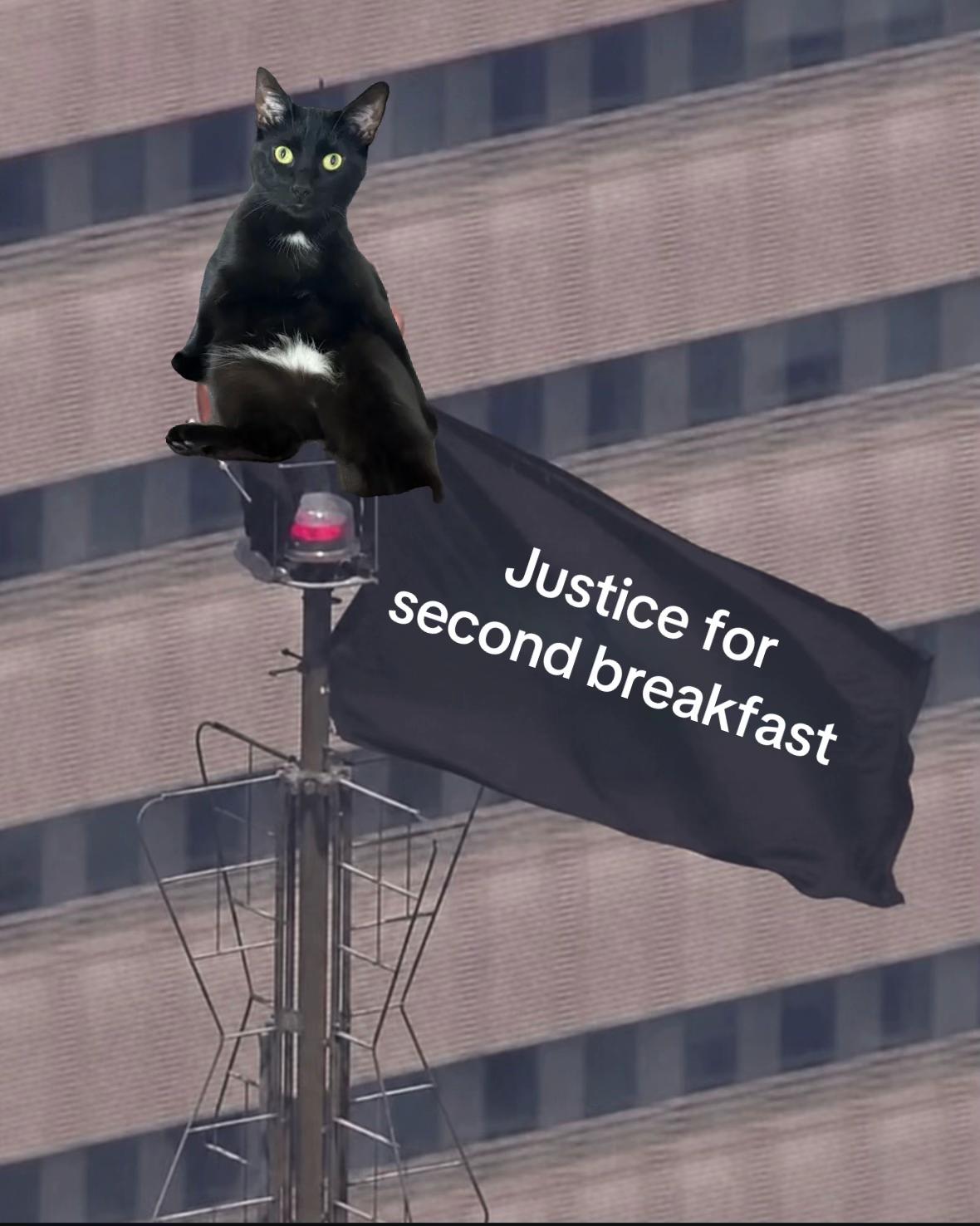 @ElaineTheCat