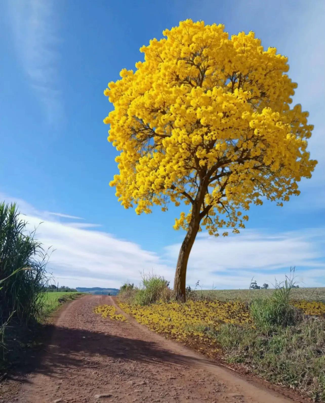 @Cheguei na Roça