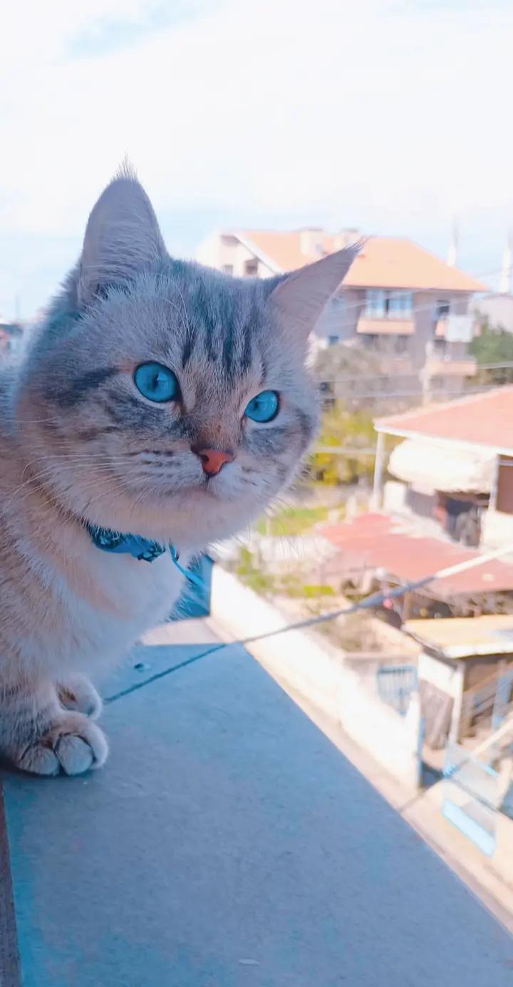 @çamur