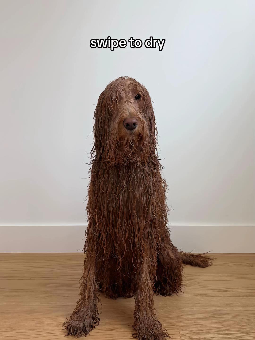 @DogGrooming101