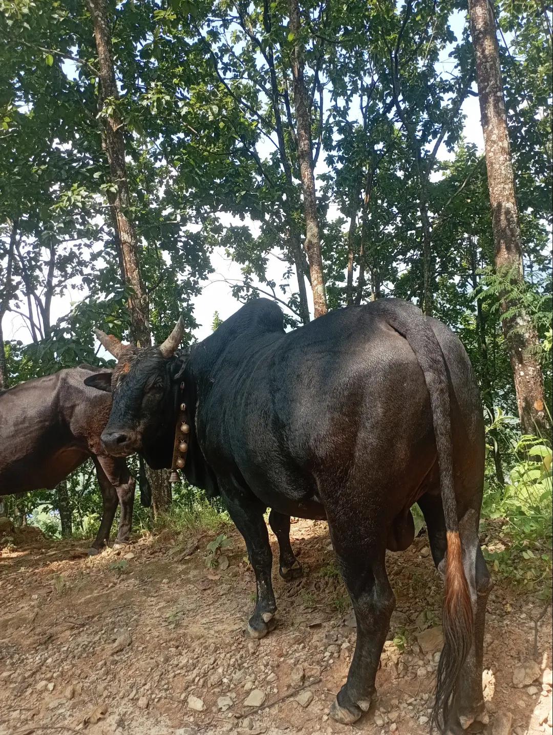 @Tanahun tiger