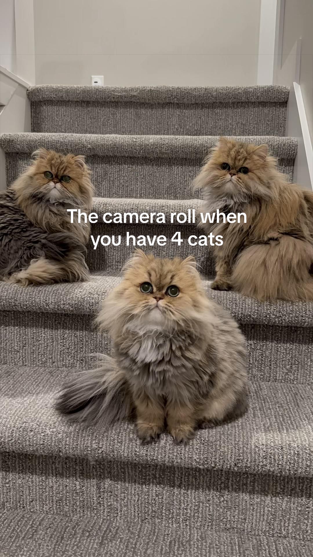 @🤍goldenkittyfam🤍