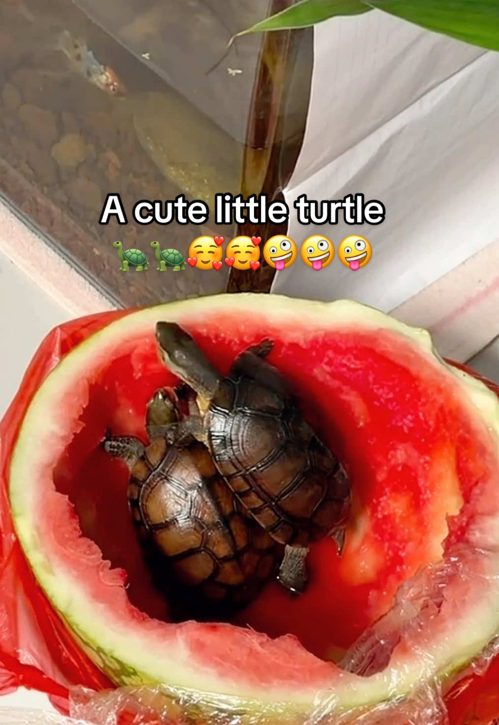 @Mr. Turtle