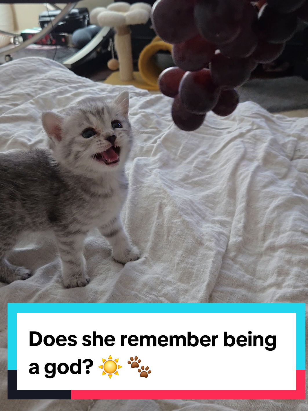@Brittany Beauties Kittens
