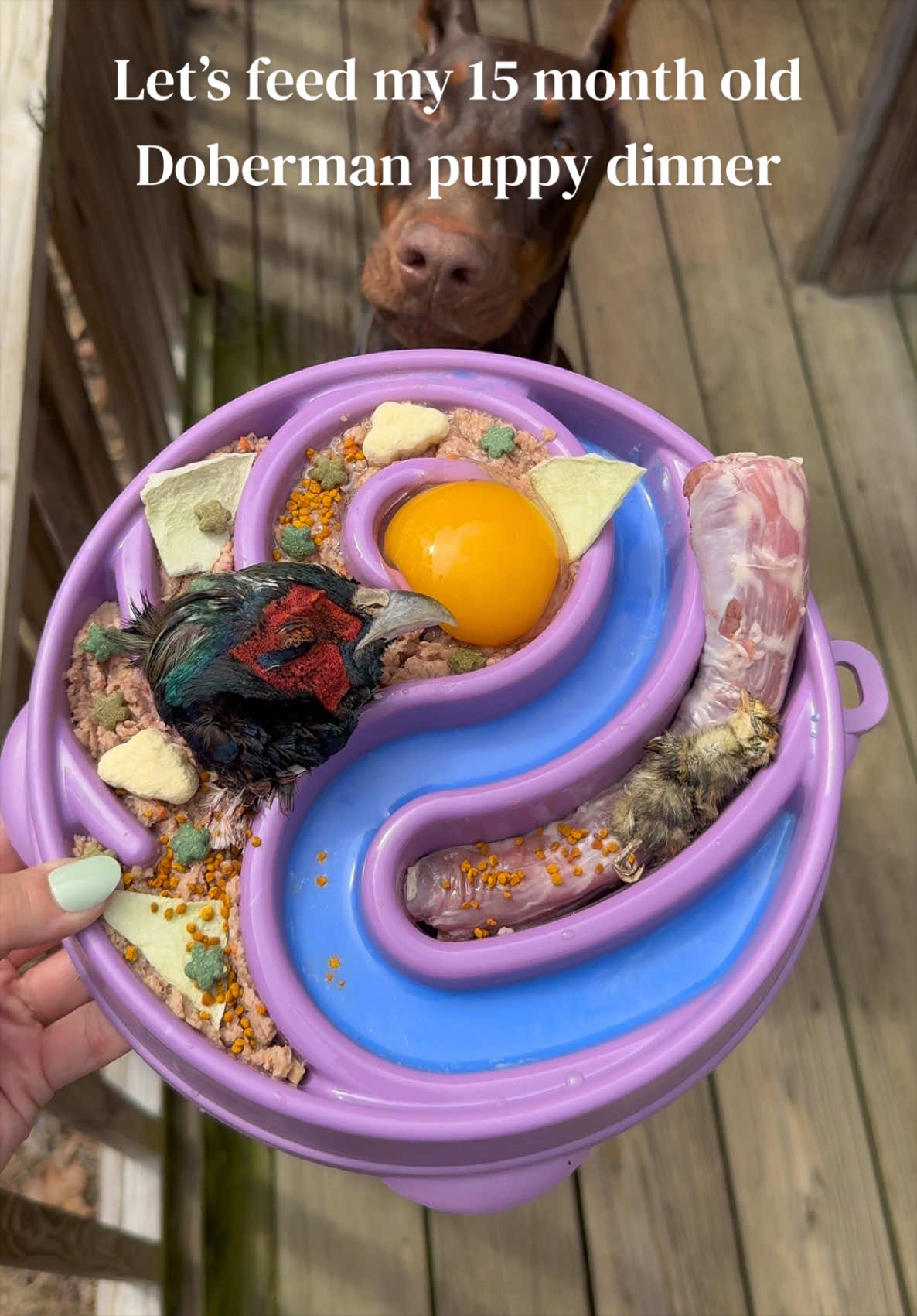 @Nala the Doberman