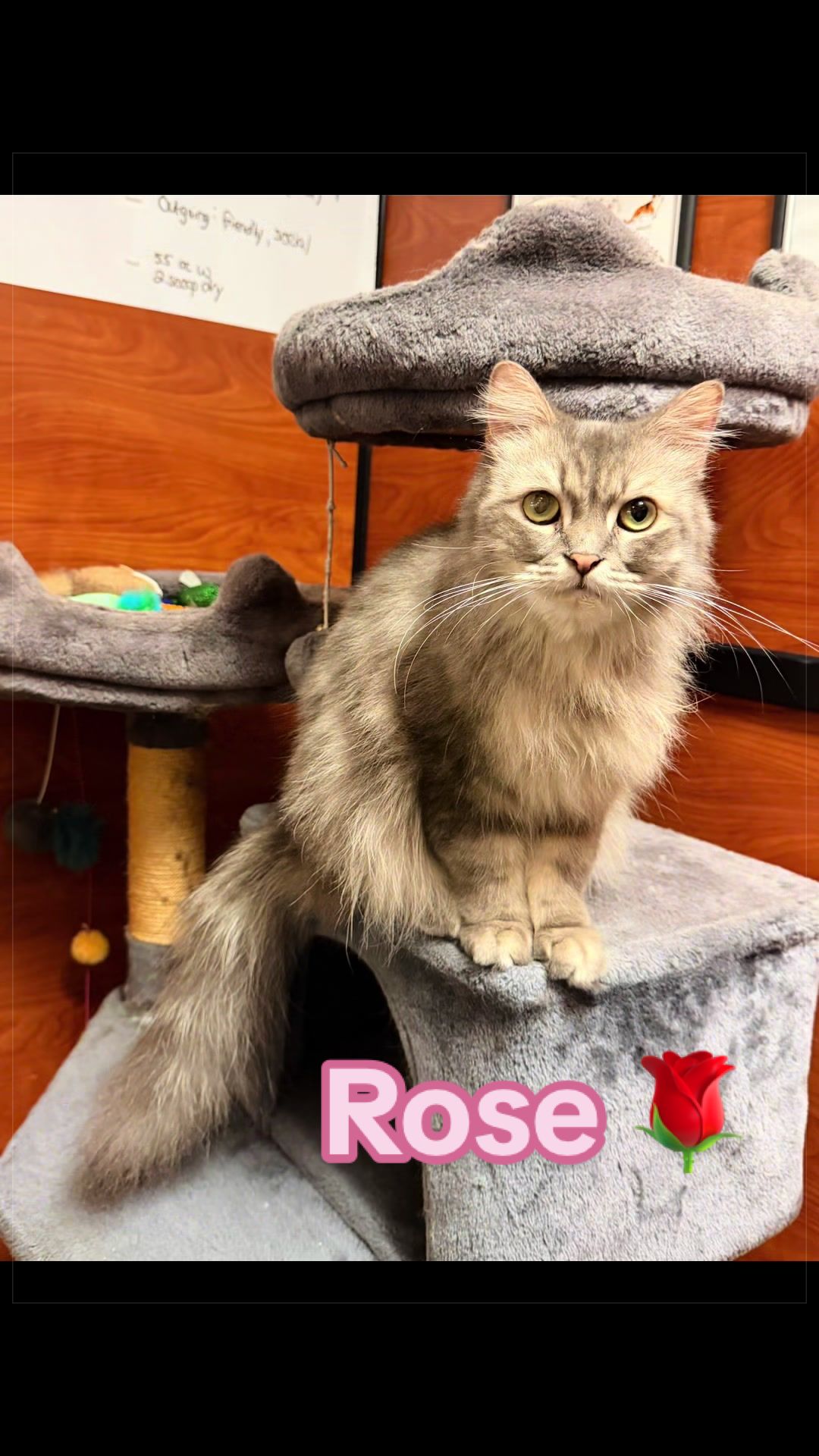 @Fancy Cats Rescue Team