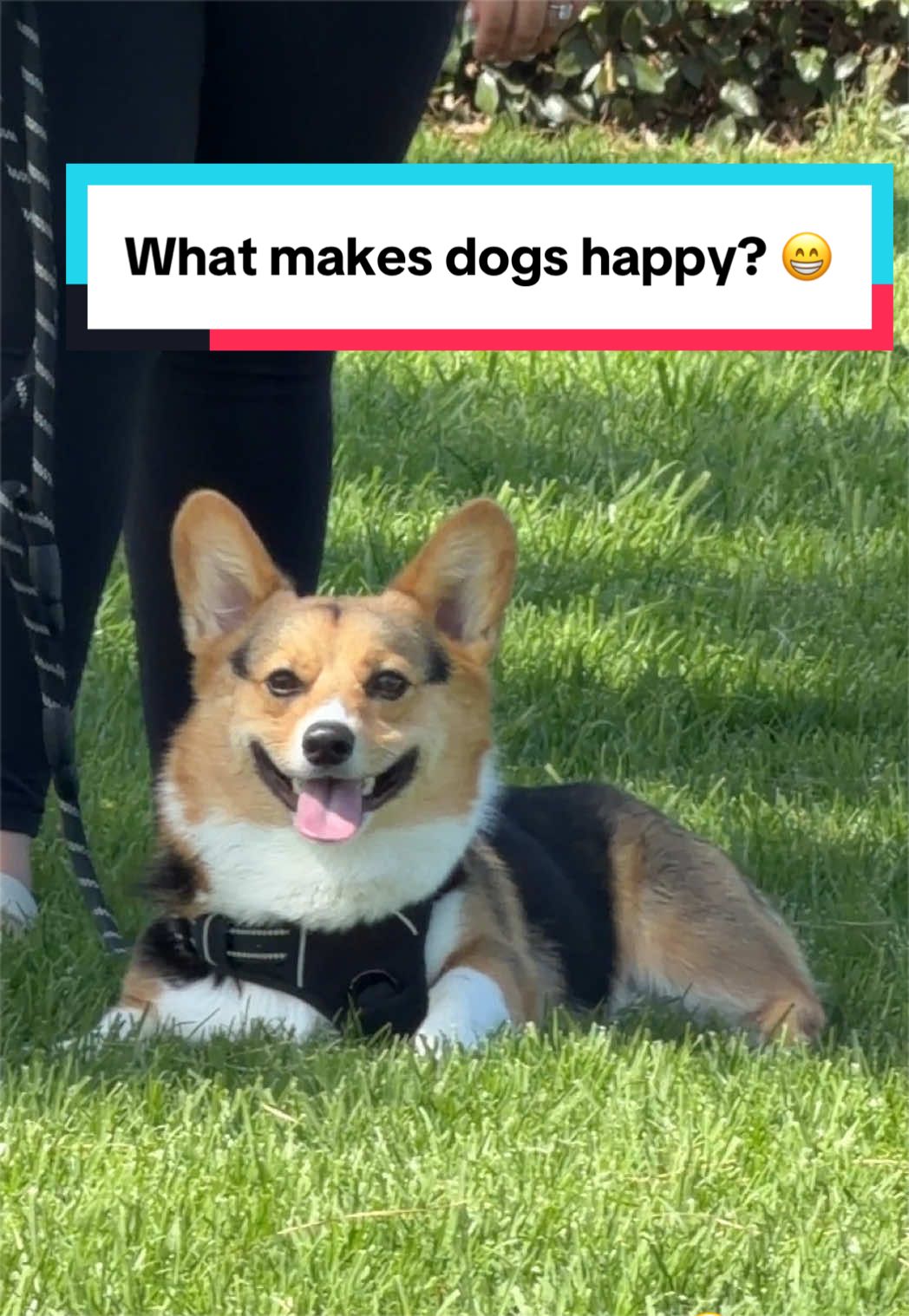 @hasbithecorgi