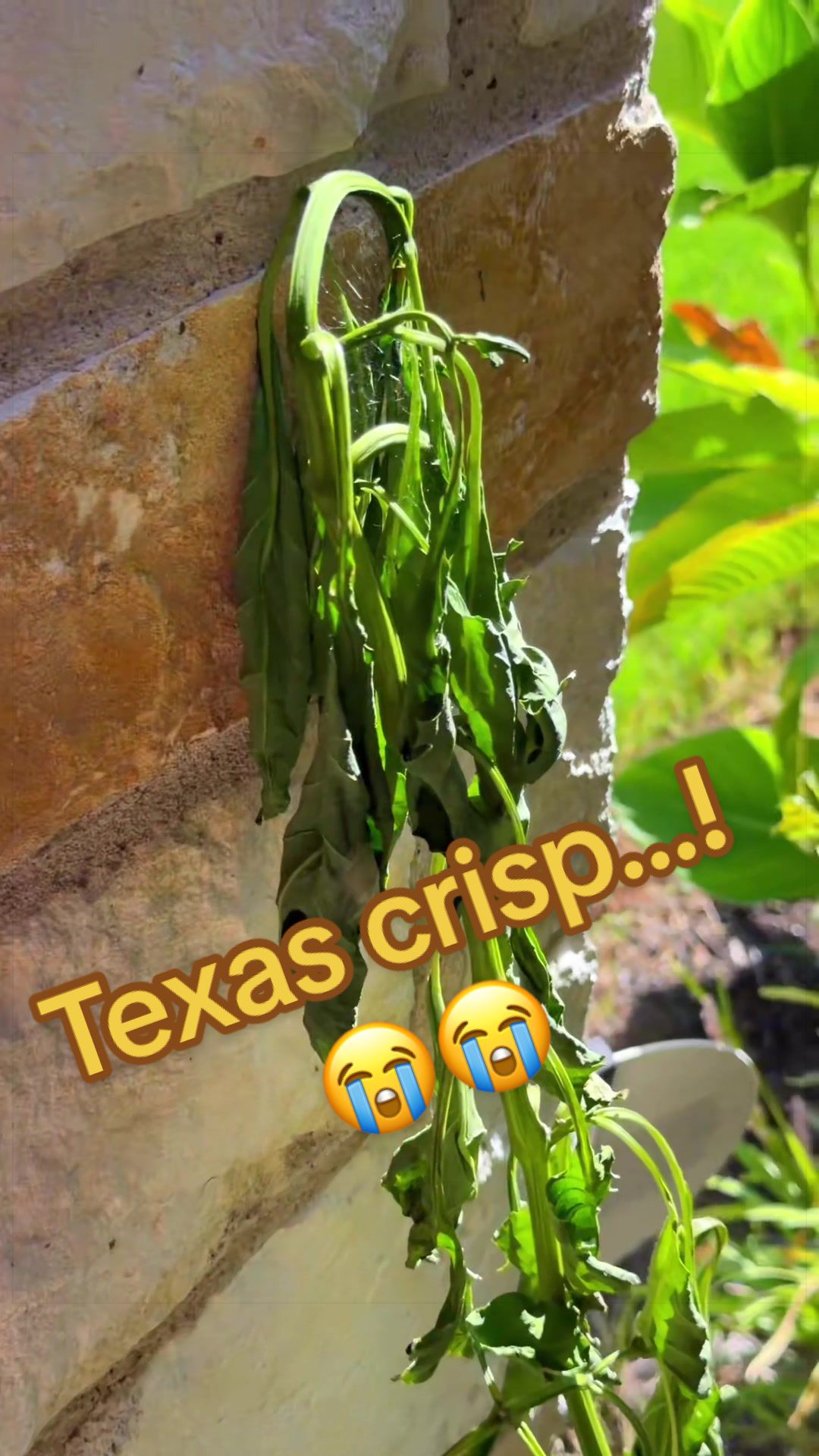 @Our Texas Garden | zone8b