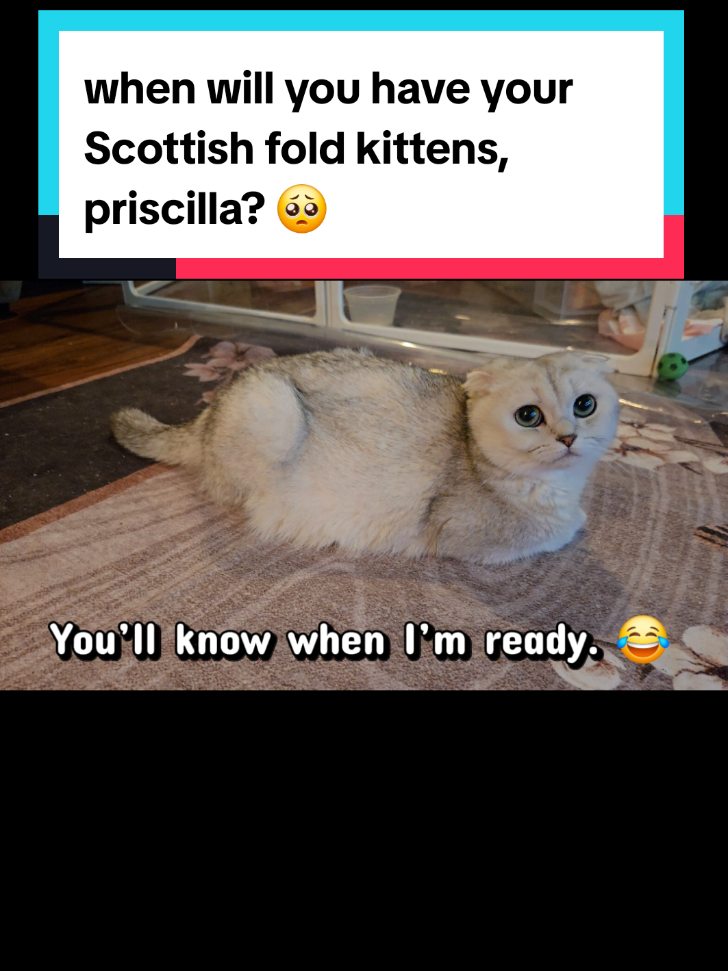 @Brittany's Beauties Kittens