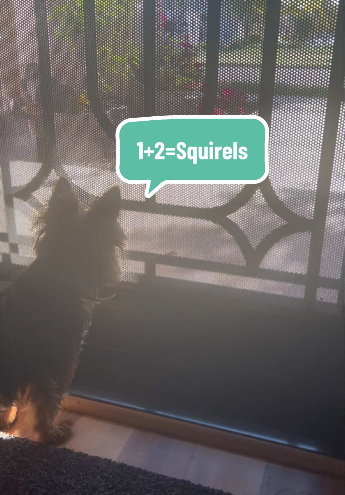 @YorkieKissKiss