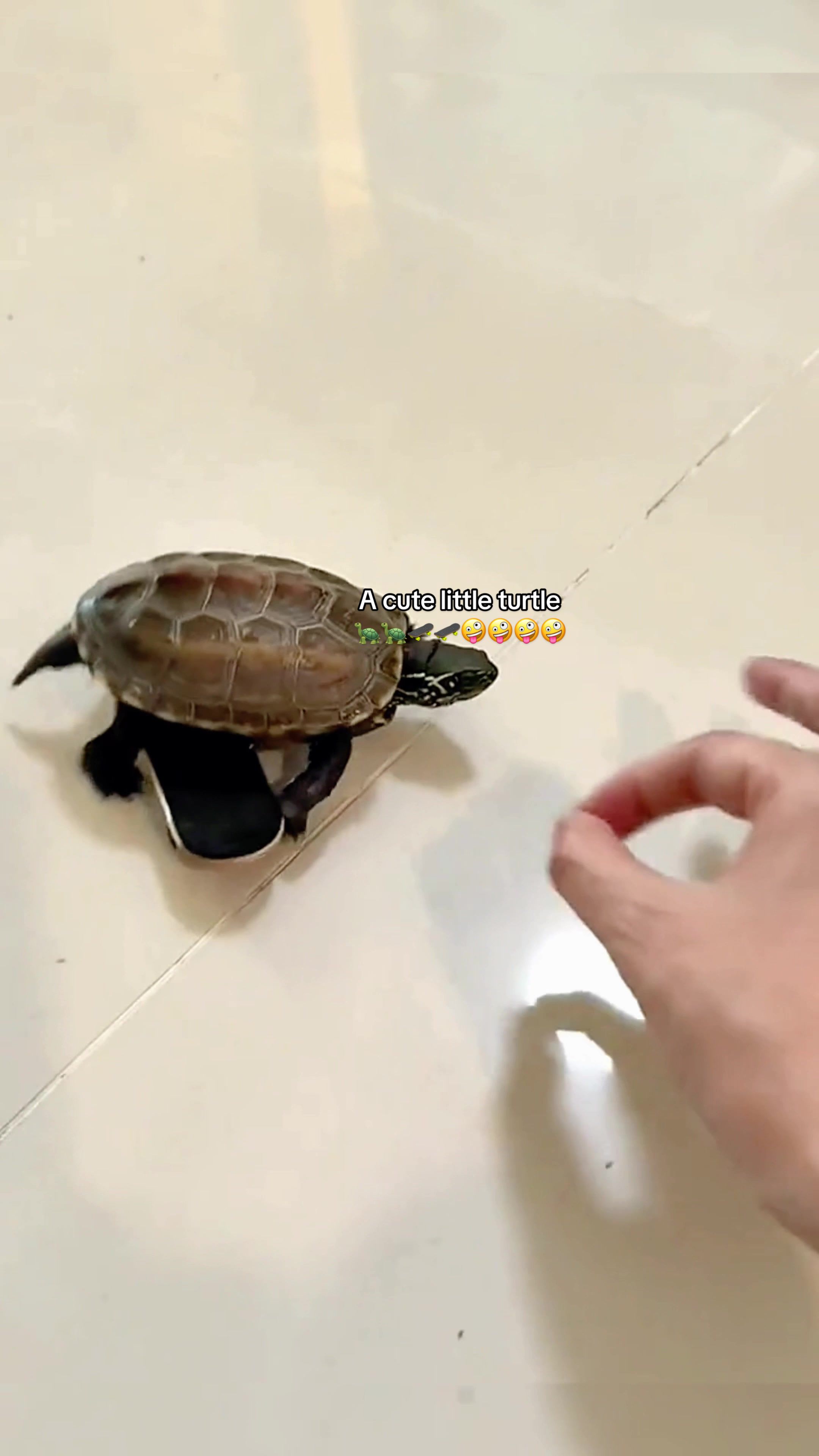 @Mr. Turtle