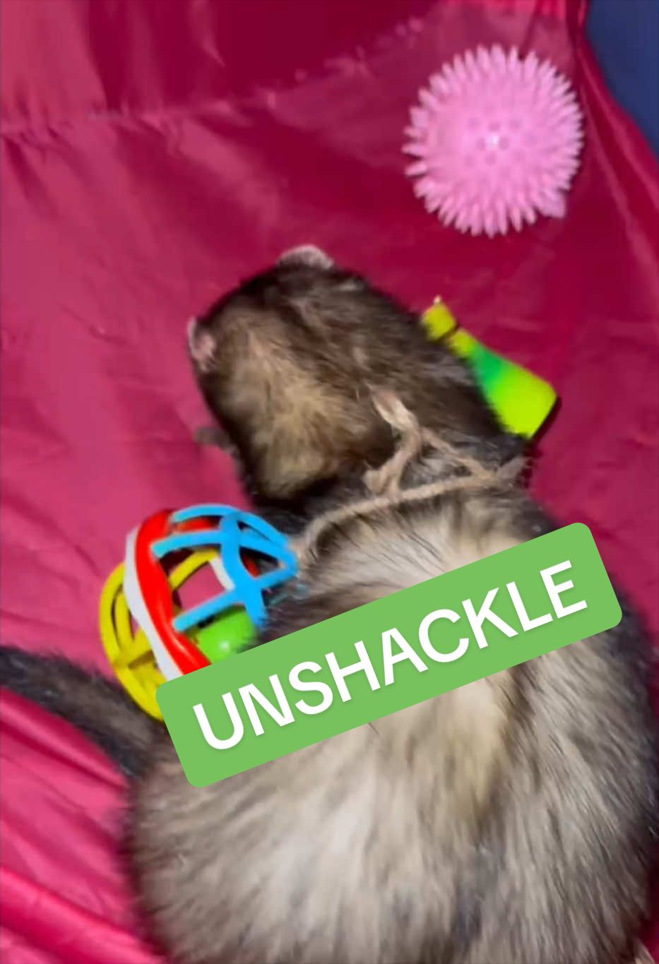 @Veritologic