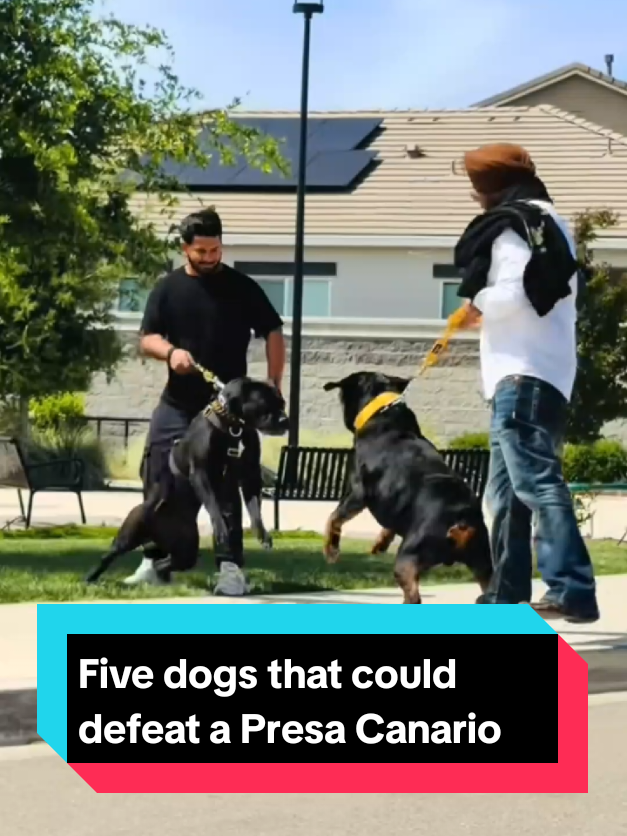 @The pet post