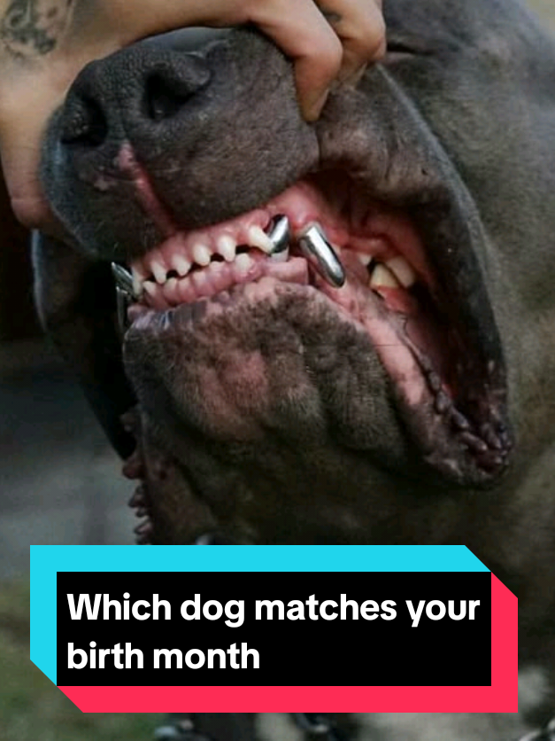 @The pet post