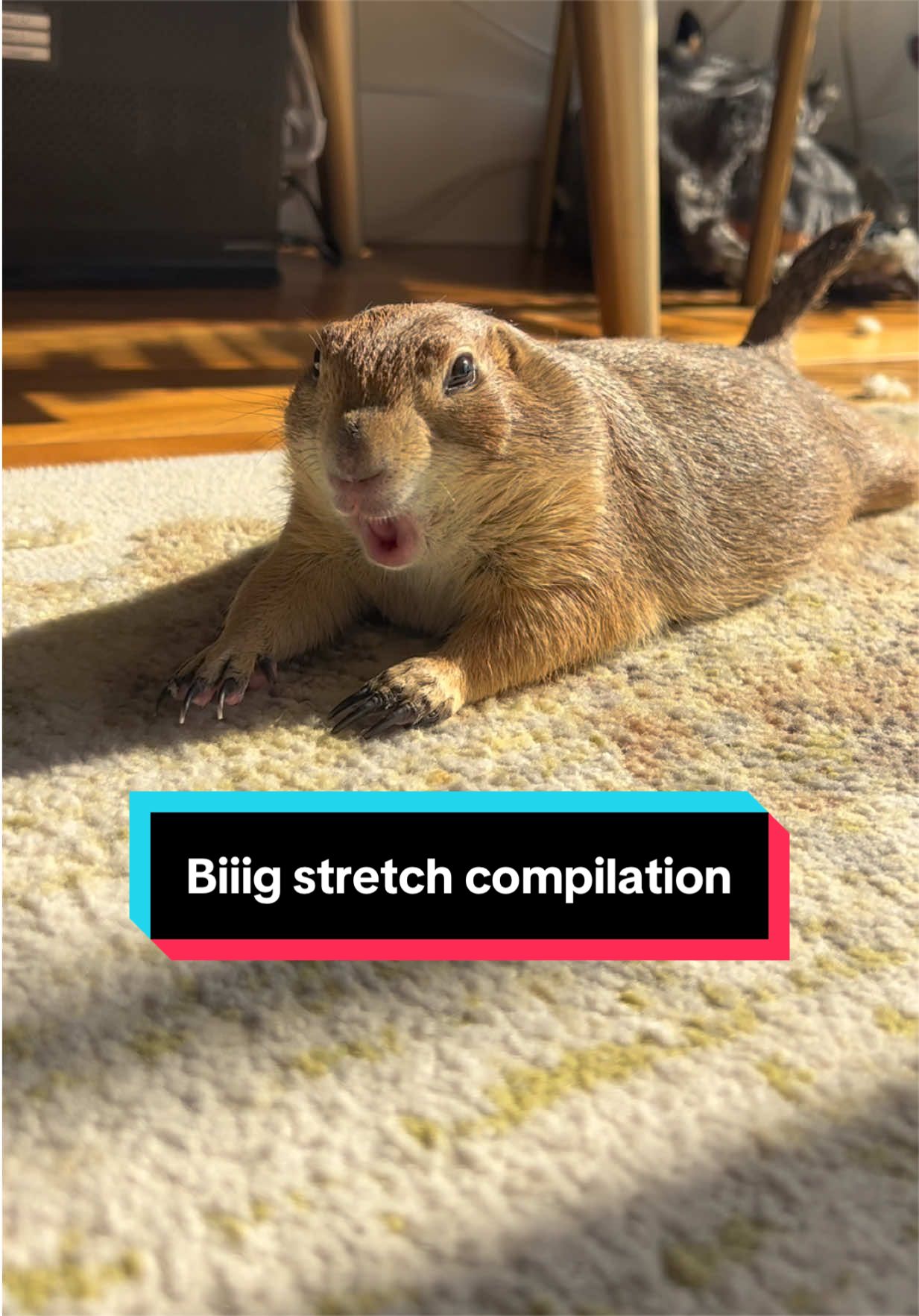 @Poppy the Prairie Dog