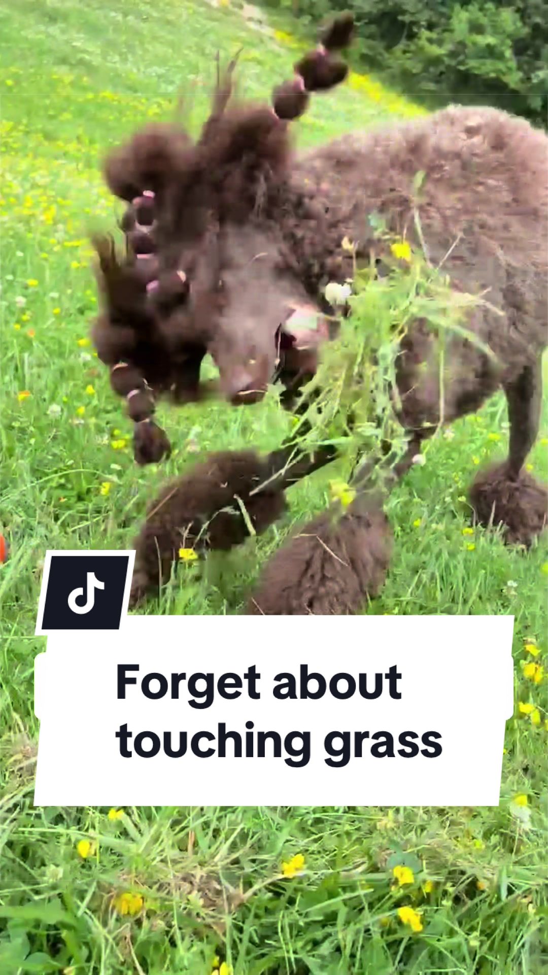 @Maddie, Jovie & Nessie🤍🤎🐩