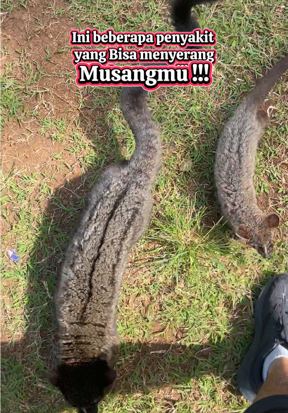 @monster_akar