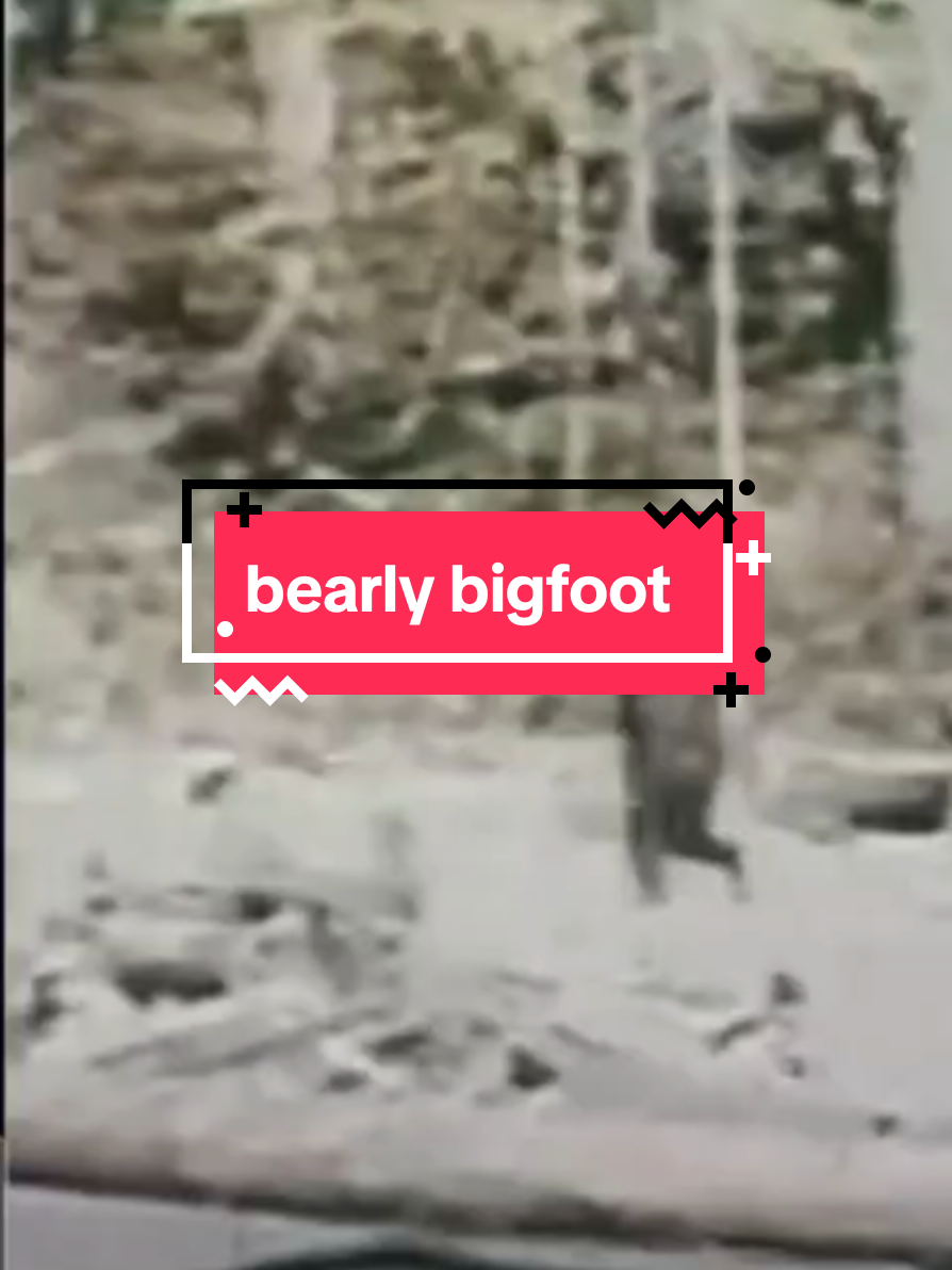 @bearlyconspiracies