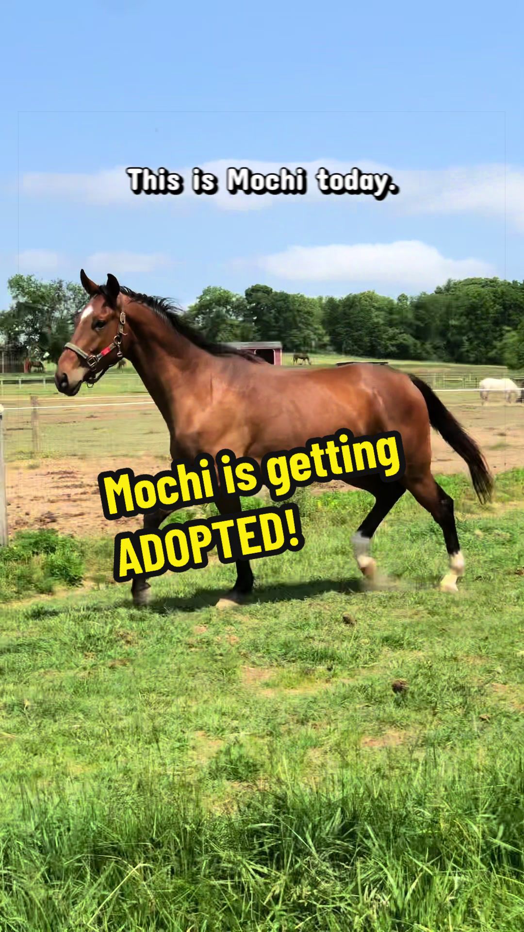 @Days End Farm Horse Rescue