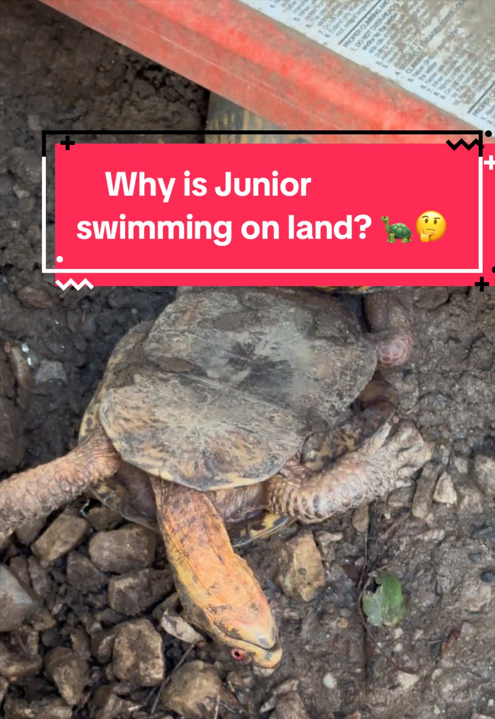 @Eastern Box Turtle
