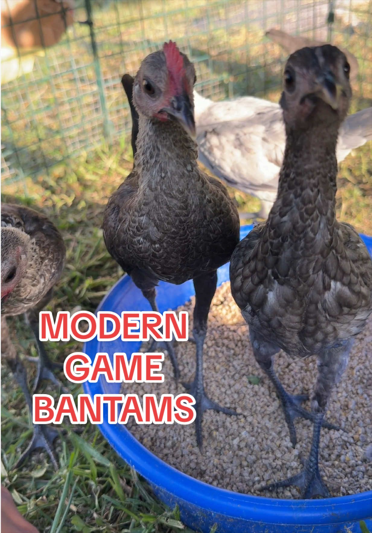 @Gulf Coast Cluckers