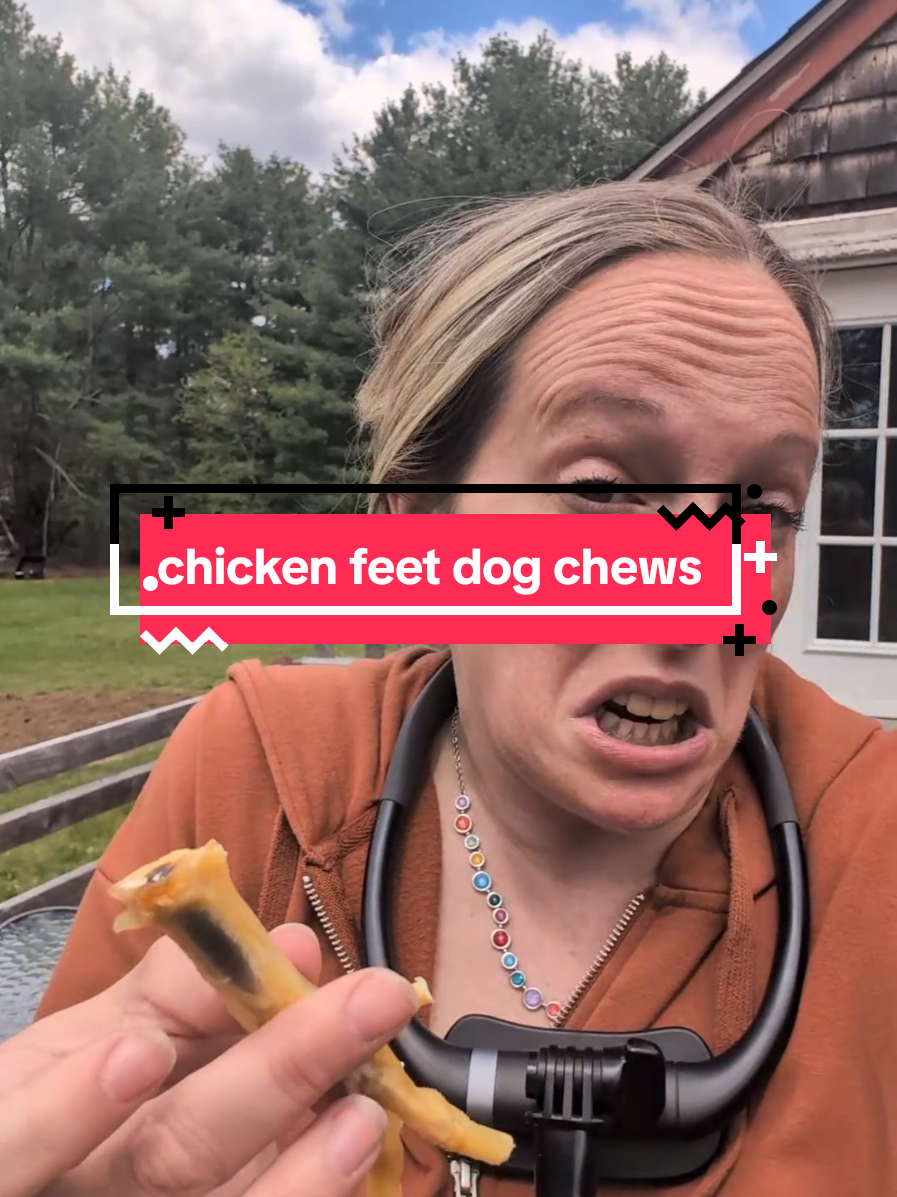 @Chickens & Bullies