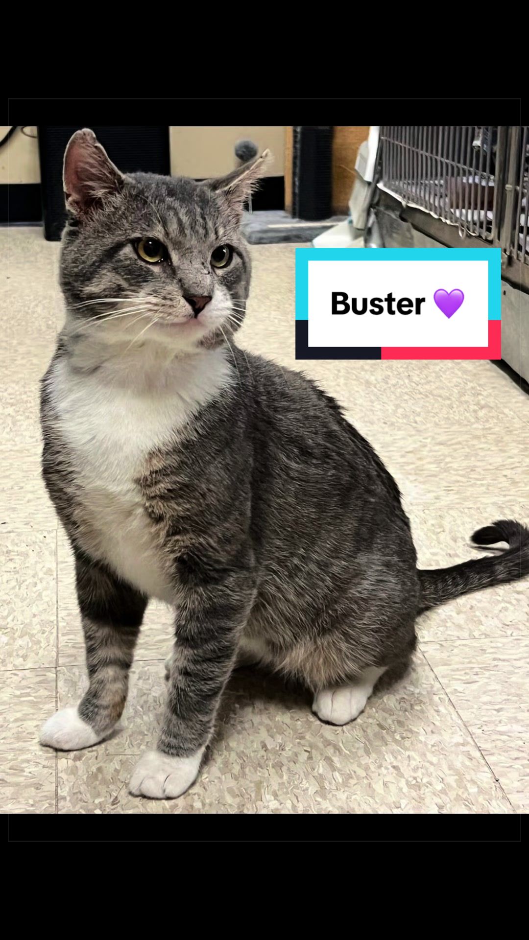 @Fancy Cats Rescue Team