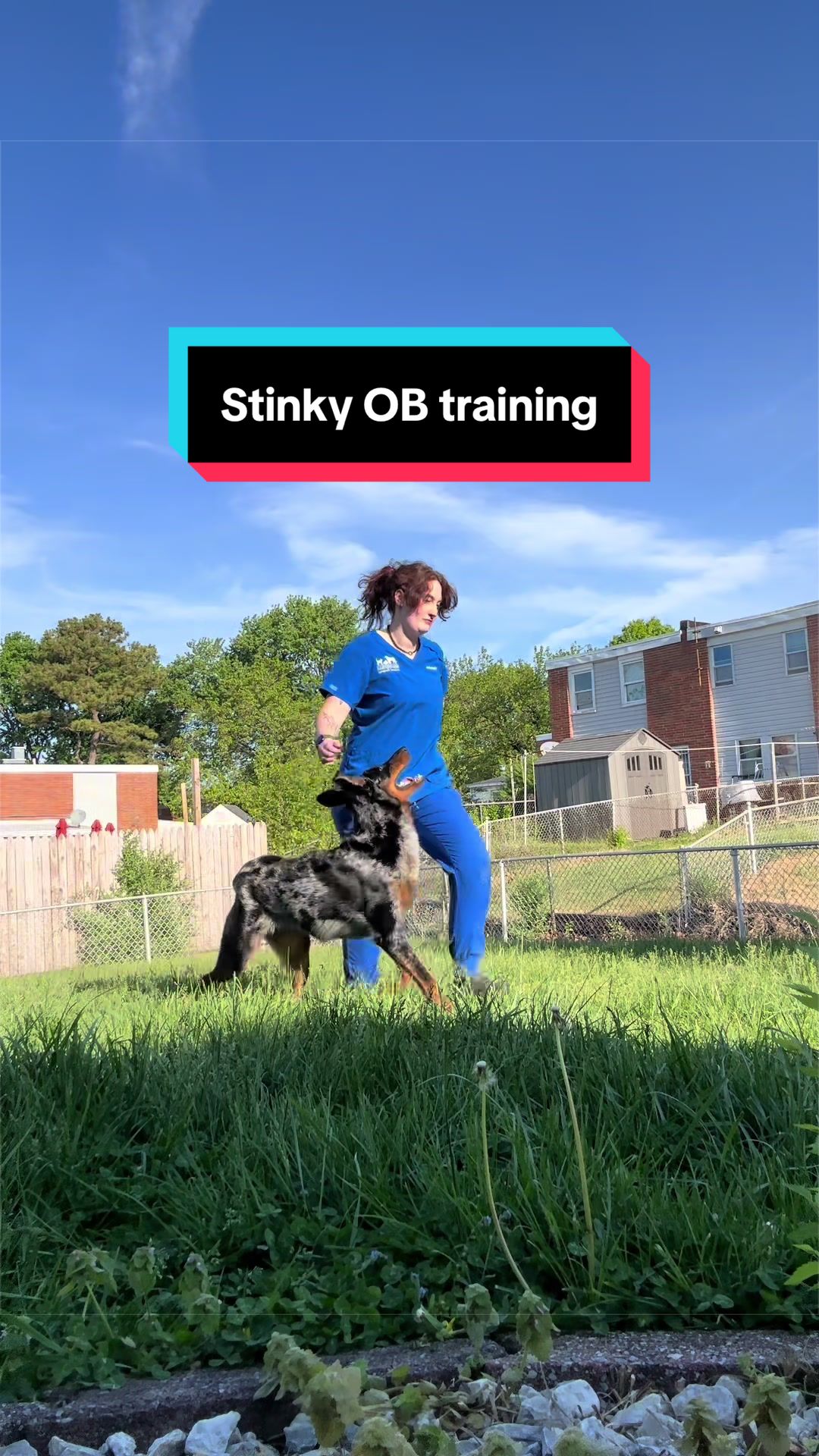@valkyrie.the.beauceron