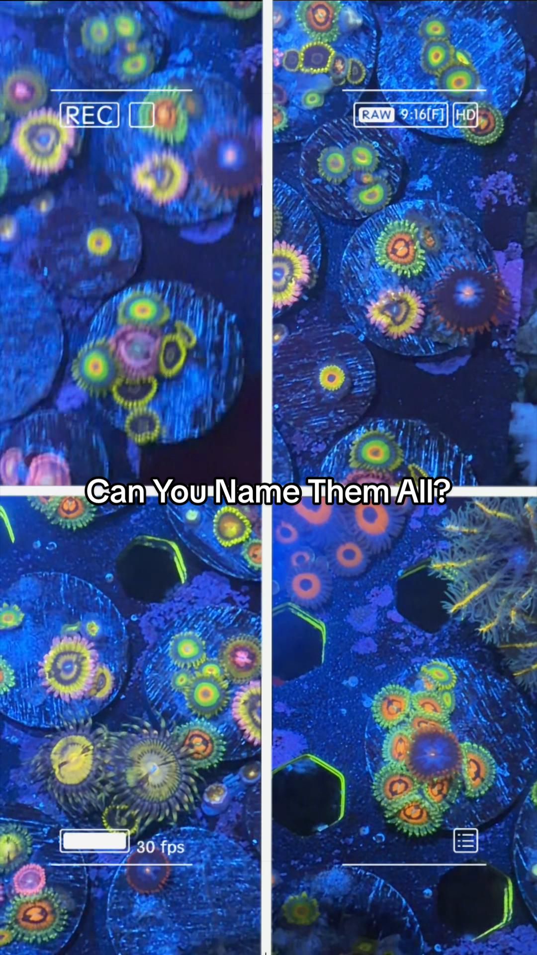 @Inner_Circle_Reefing