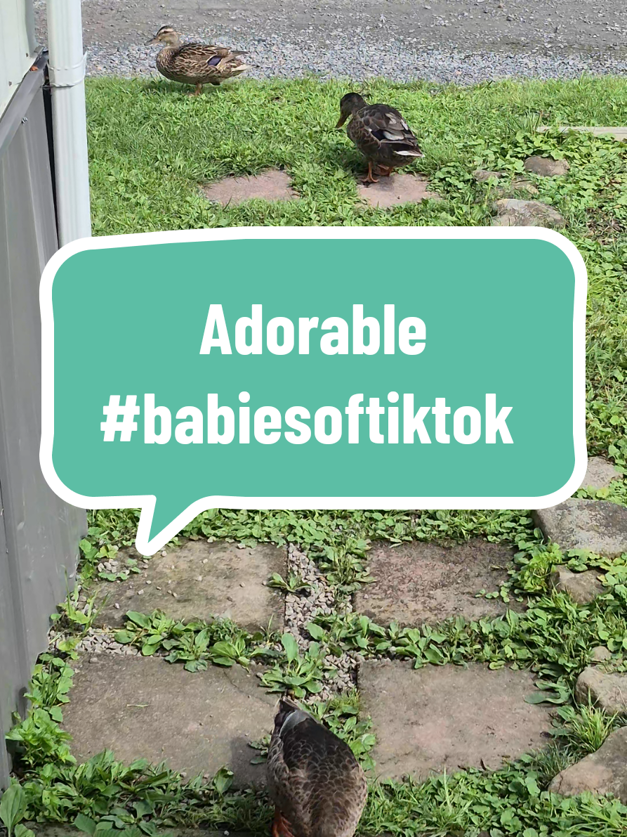 @🦆Duckville🦆