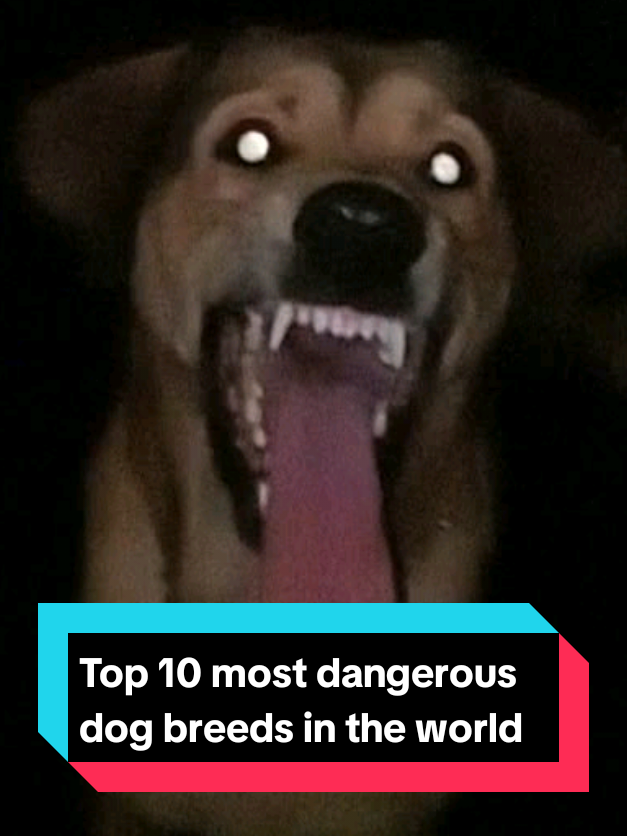 @The pet post