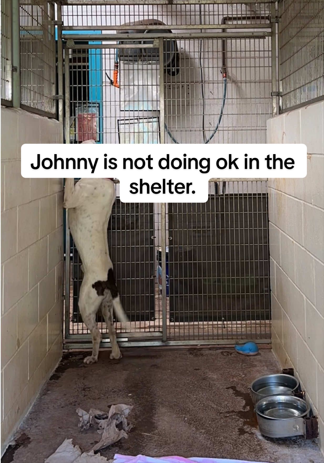 @Cassondra | Maui Shelter Dogs