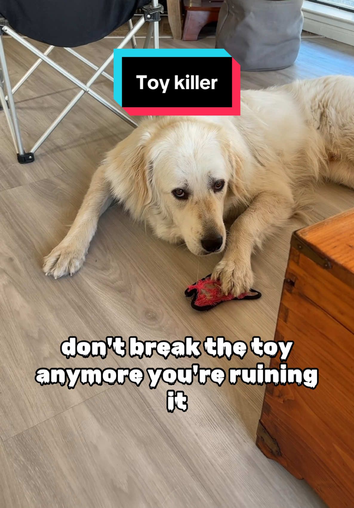 @PyreneesDogs