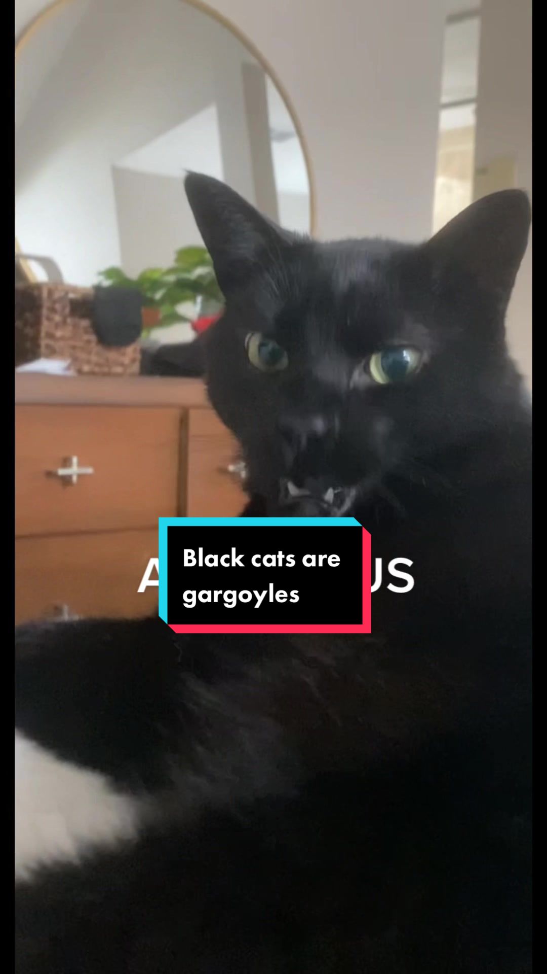 @Mr. Tiny Bagheera
