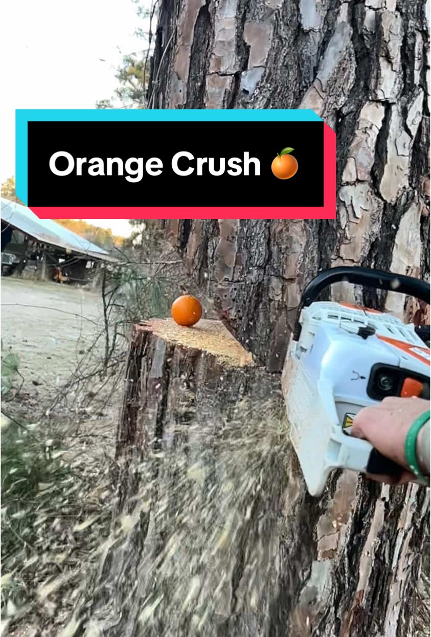 @The Tree Assassins